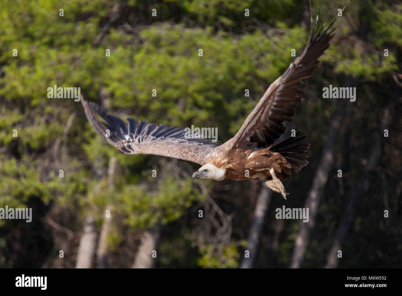 Geier fliegen auf einem pinien Hintergrund Stockfoto