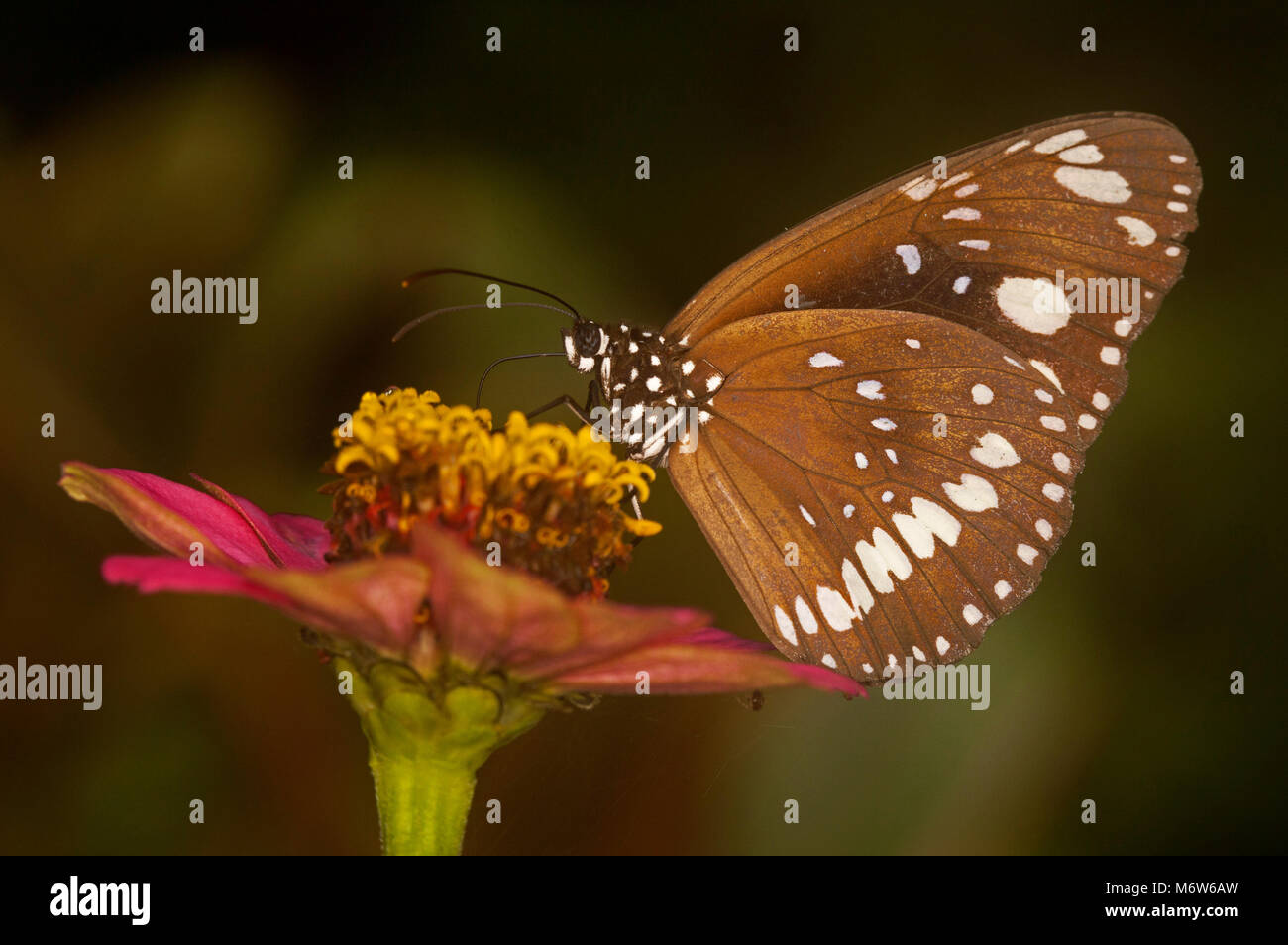 Australische Krähe Schmetterling, Euploea core, mit gefalteten braune Flügel mit weißen Fütterung auf zinnia Blume gegen den dunklen Hintergrund entdeckt Stockfoto