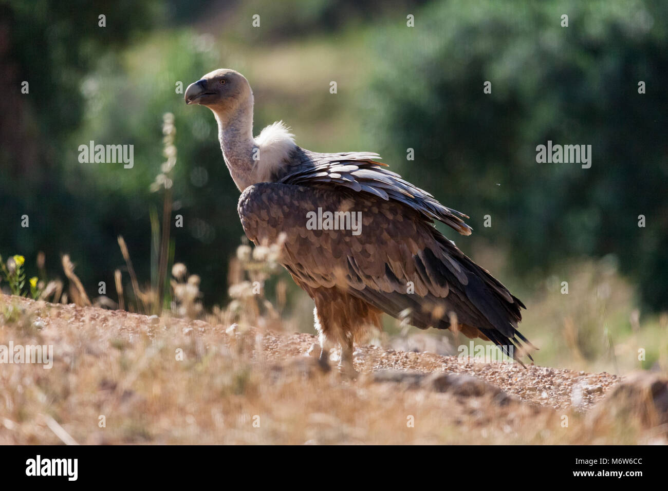 Porträt von einem Gänsegeier Stockfoto