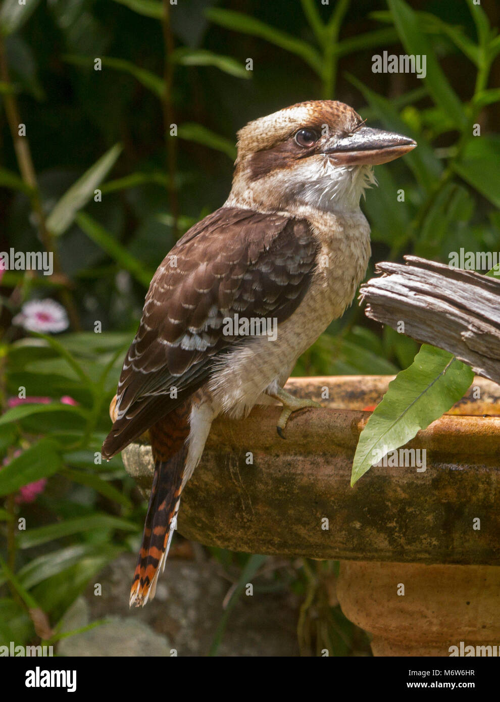 Kookaburra, Australische Dacelo novaeguineae Lachen Jackass, in einem Garten Vogelbad mit grünem Laub Stockfoto
