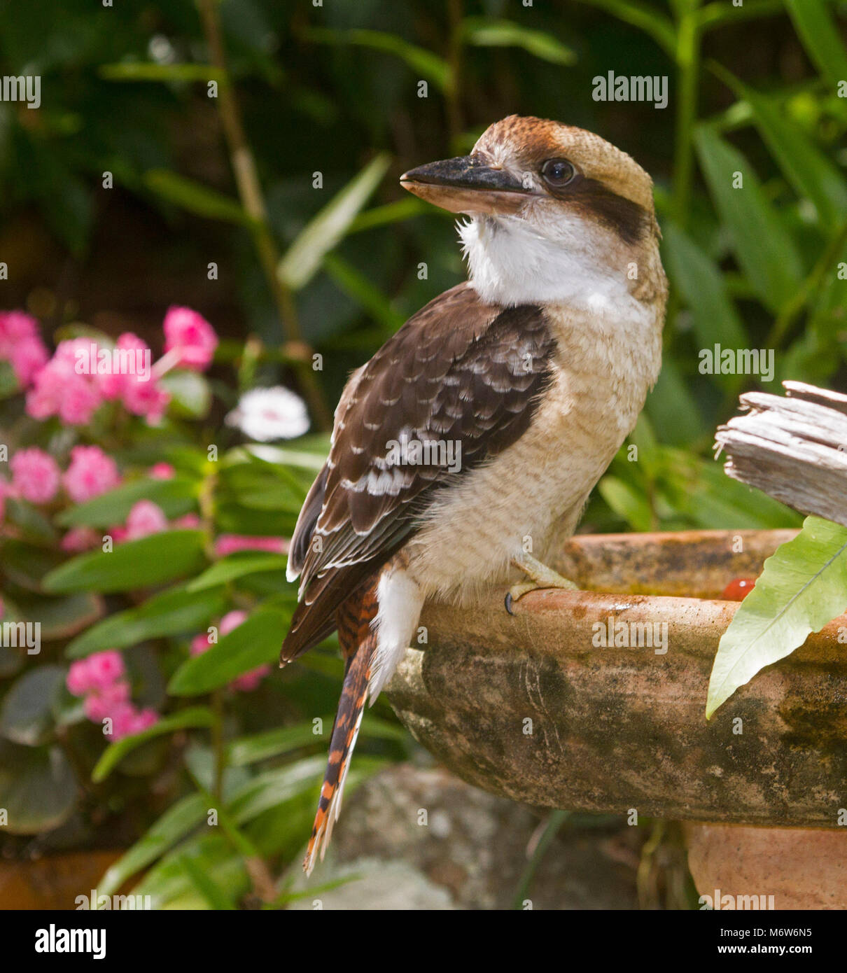 Kookaburra, Australische Dacelo novaeguineae Lachen Jackass, in einem Garten Vogelbad mit Hintergrund der grünen Blättern und rosa Blüten Stockfoto