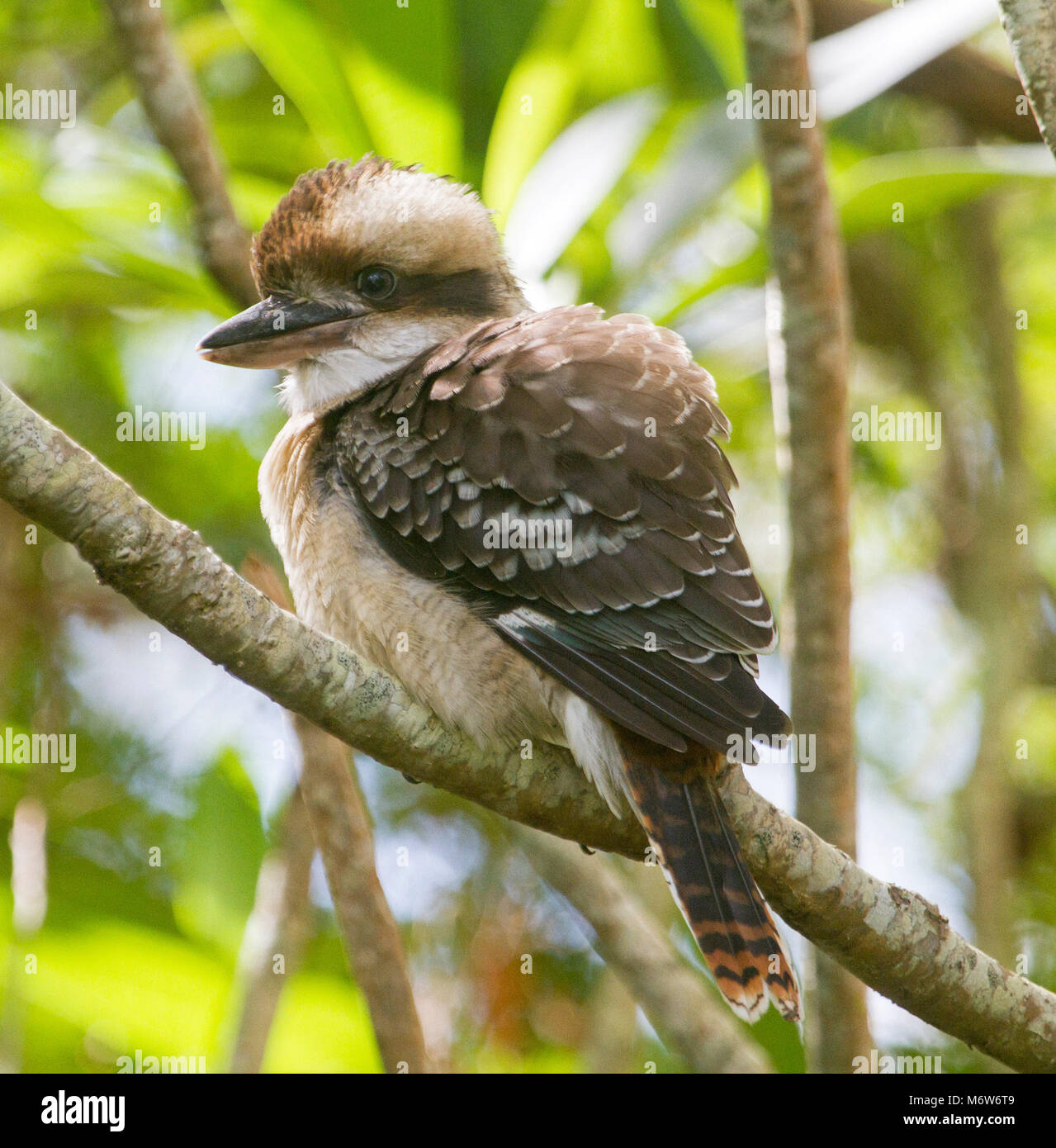 Junge Kookaburra, Australische Lachen Jackass, Dacelo novaeguineae, mit Federn fluffed auf, ein Zweig mit Hintergrund der grüne Laub im Garten Stockfoto
