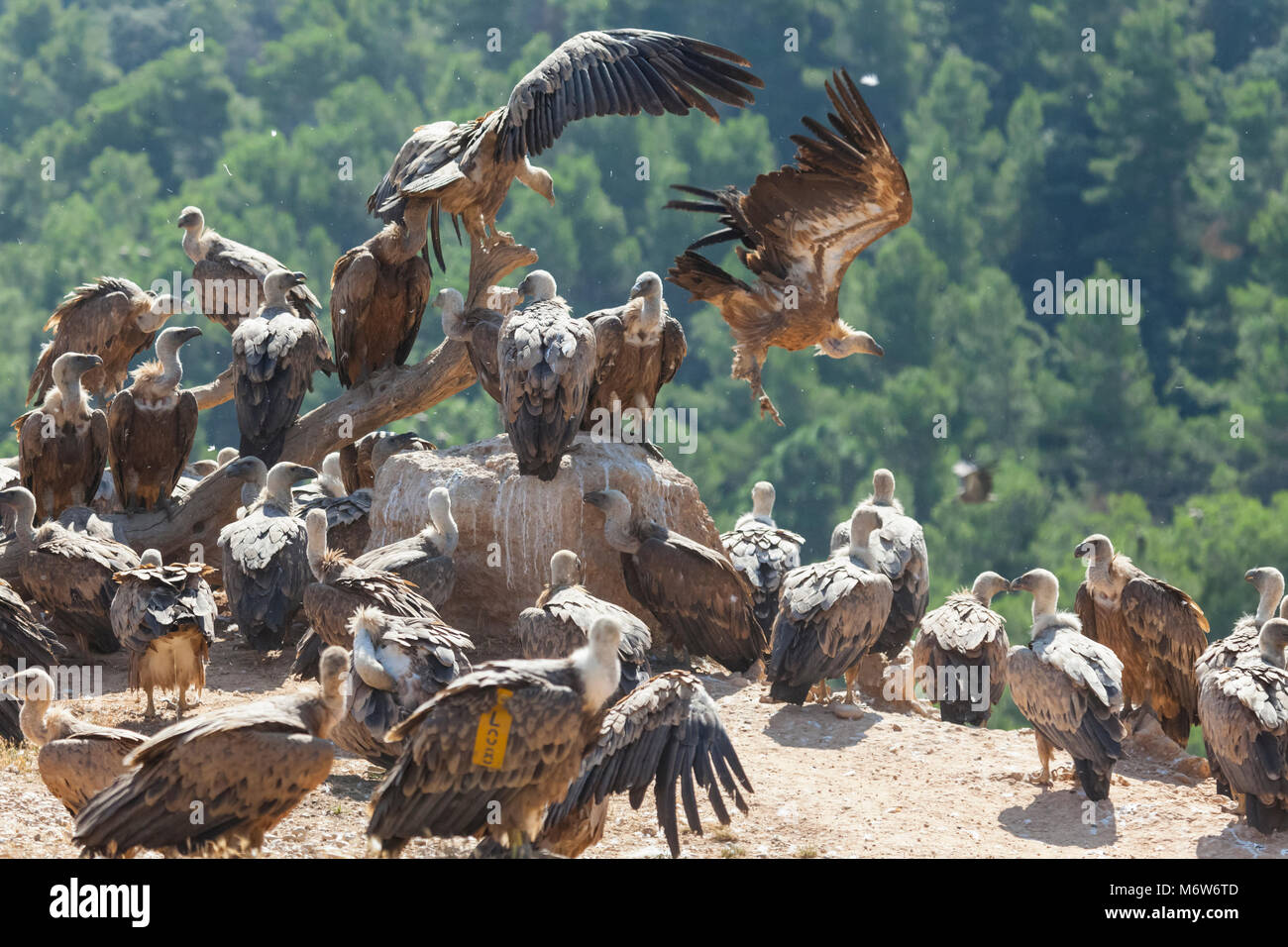 Gruppe von Geier ruht auf einem Zweig und ein Rock nach der Fütterung Stockfoto