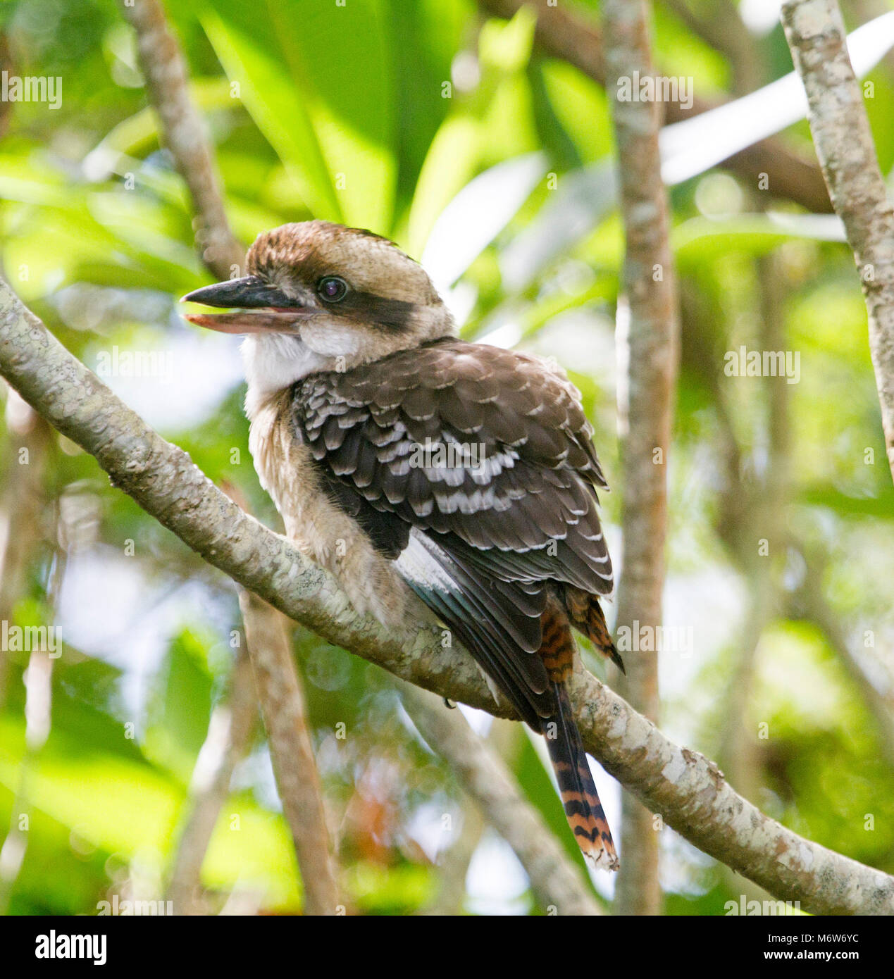 Junge Kookaburra, Australische Lachen Jackass, Dacelo novaeguineae, mit Federn fluffed auf, ein Zweig mit Hintergrund der grüne Laub im Garten Stockfoto