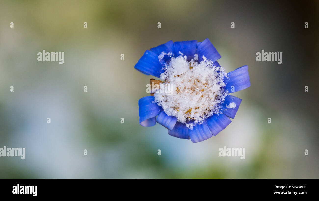 Eine Makroaufnahme einer blauen Felicia Blüte, hat ein Abstauben des Schnees. Stockfoto
