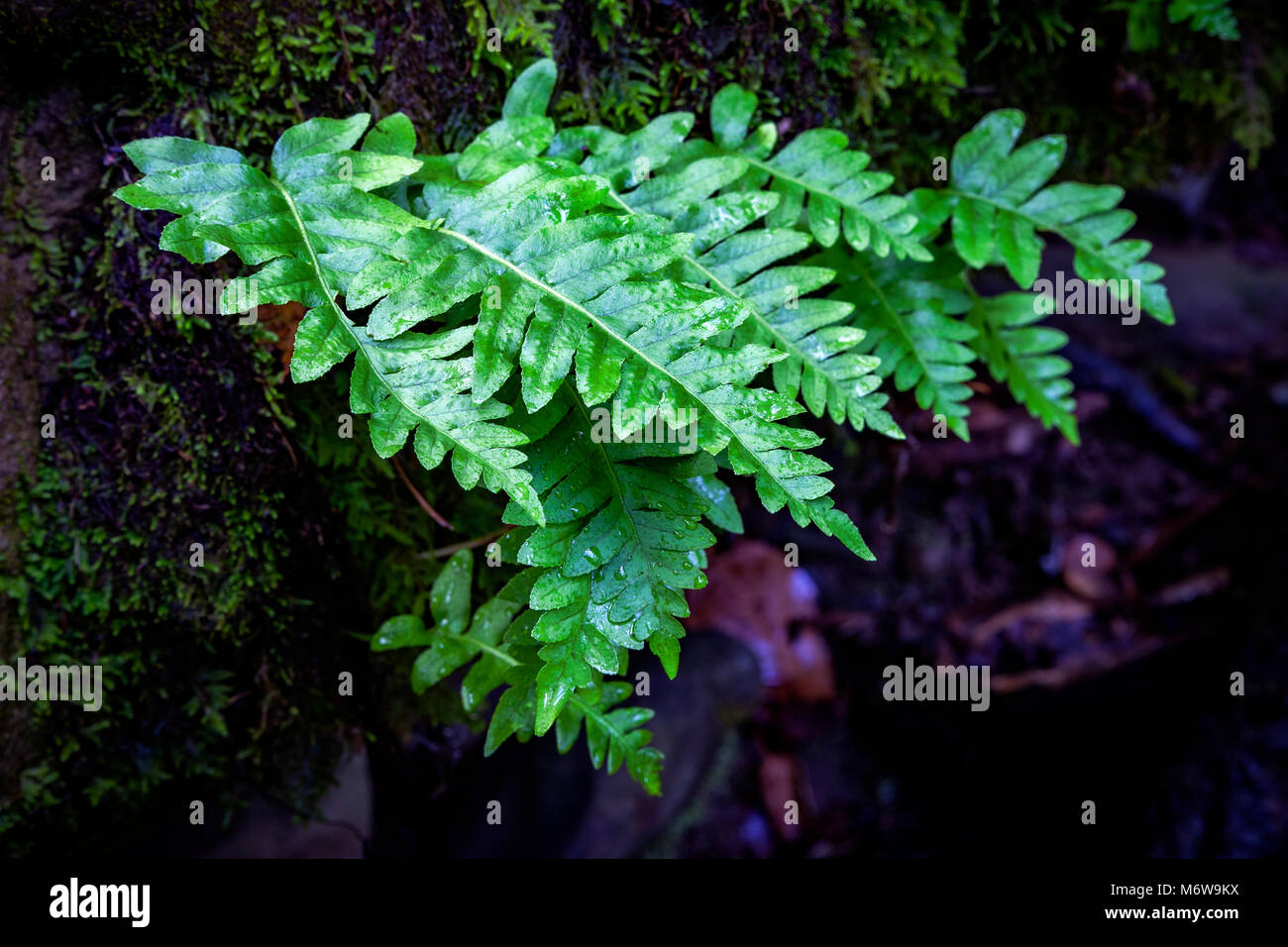 Farn wächst aus einer MOSS-Rock bei Morgan Gebiet Regional Preserve in der Kalifornischen Contra Costa County abgedeckt. Stockfoto
