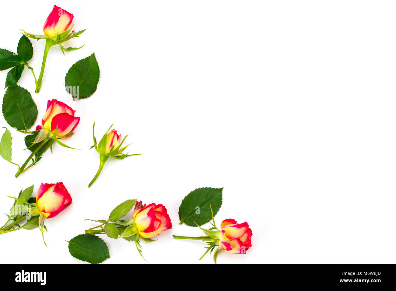 Blumen-Komposition. Gestell aus Rosenblüten. Flach legen, Top Aussicht Stockfoto