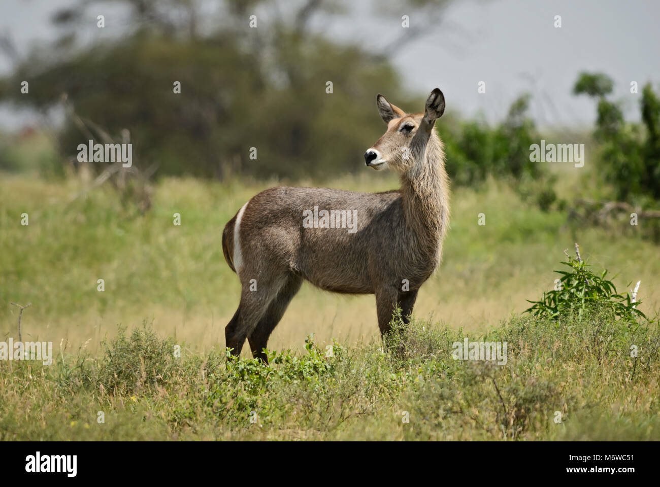 Wasserbock - Kobus ellipsiprymnus, große Antilope aus der afrikanischen Savanne, Taita Hills Reservat und Tsavo Nationalpark, Kenia. Stockfoto