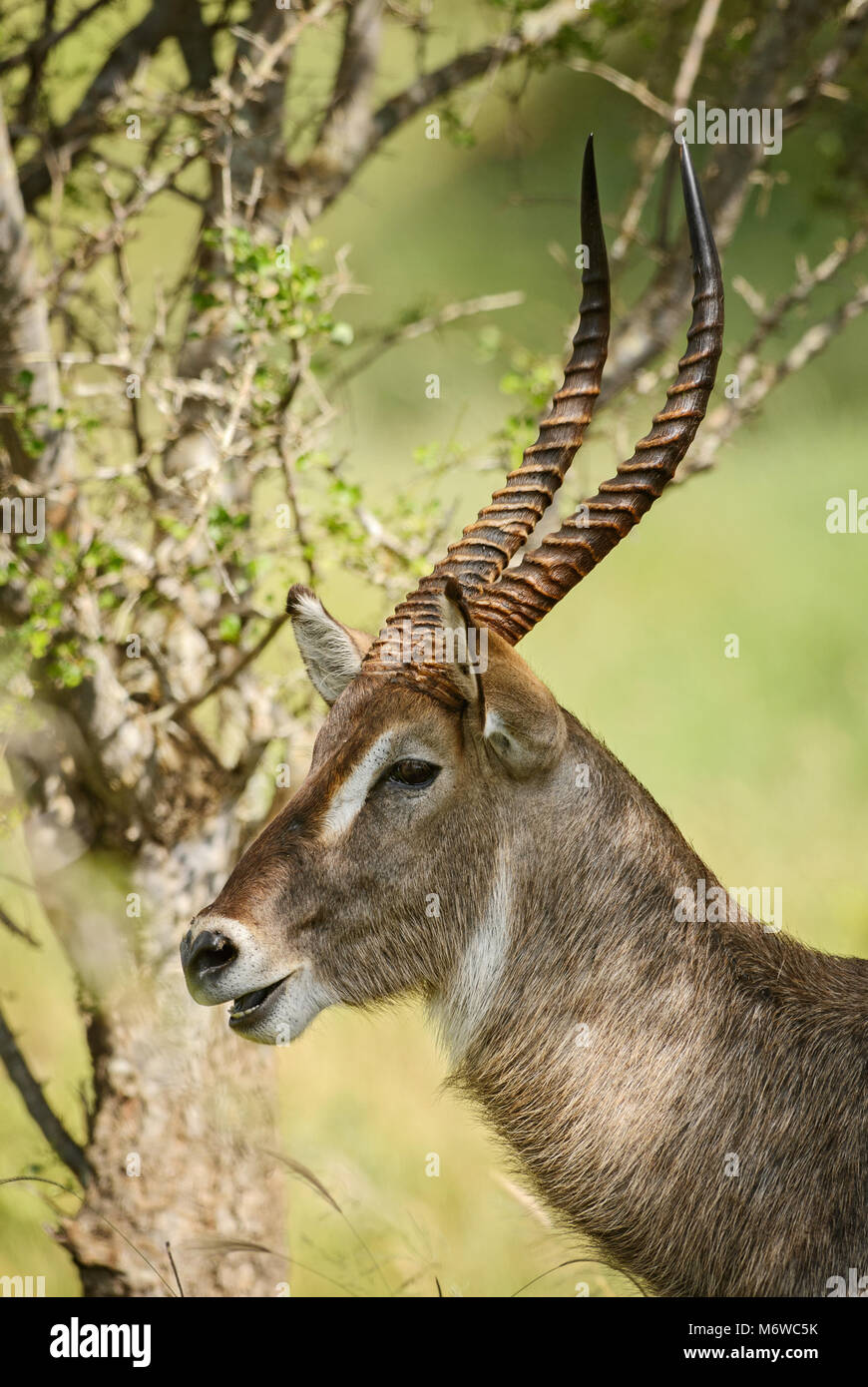 Wasserbock - Kobus ellipsiprymnus, große Antilope aus der afrikanischen Savanne, Taita Hills Reservat und Tsavo Nationalpark, Kenia. Stockfoto