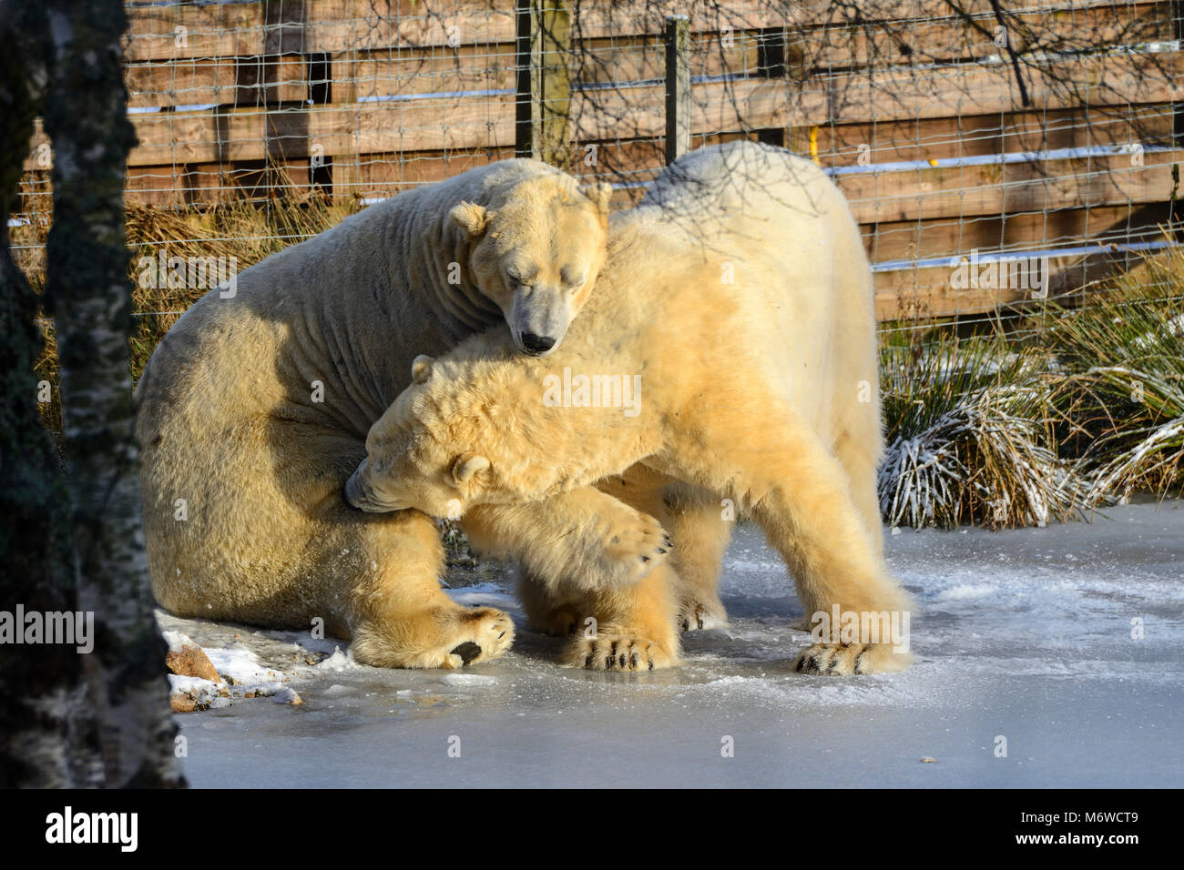 Captive erwachsenen männlichen Eisbären (Ursus maritimus) sparring bei Highland Wildlife Park Kincraig, Kingussie, Schottland, UK Stockfoto