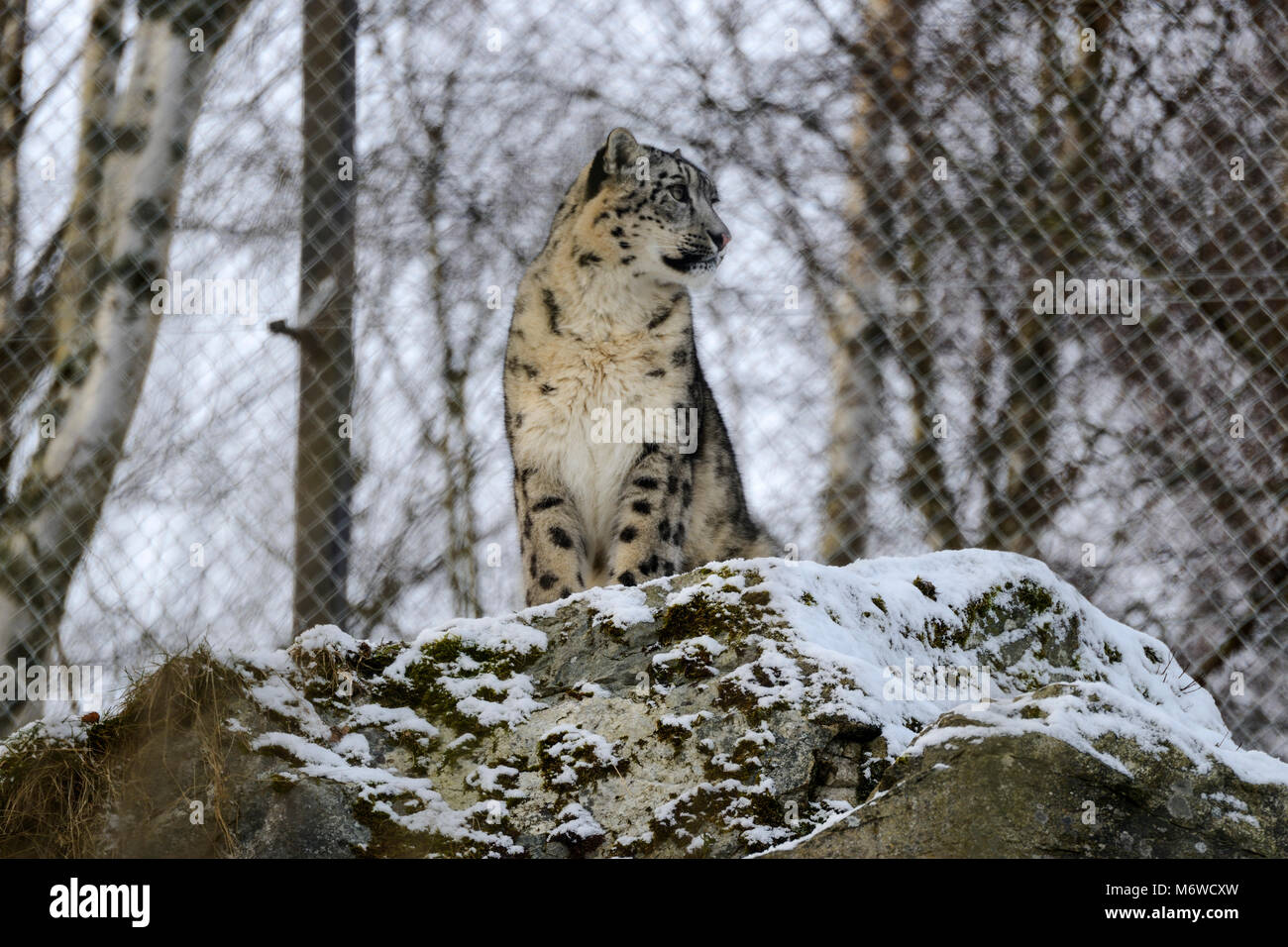 Captive snow leopard (Panthera uncia) bei Highland Wildlife Park Kincraig, Kingussie, Schottland, UK Stockfoto