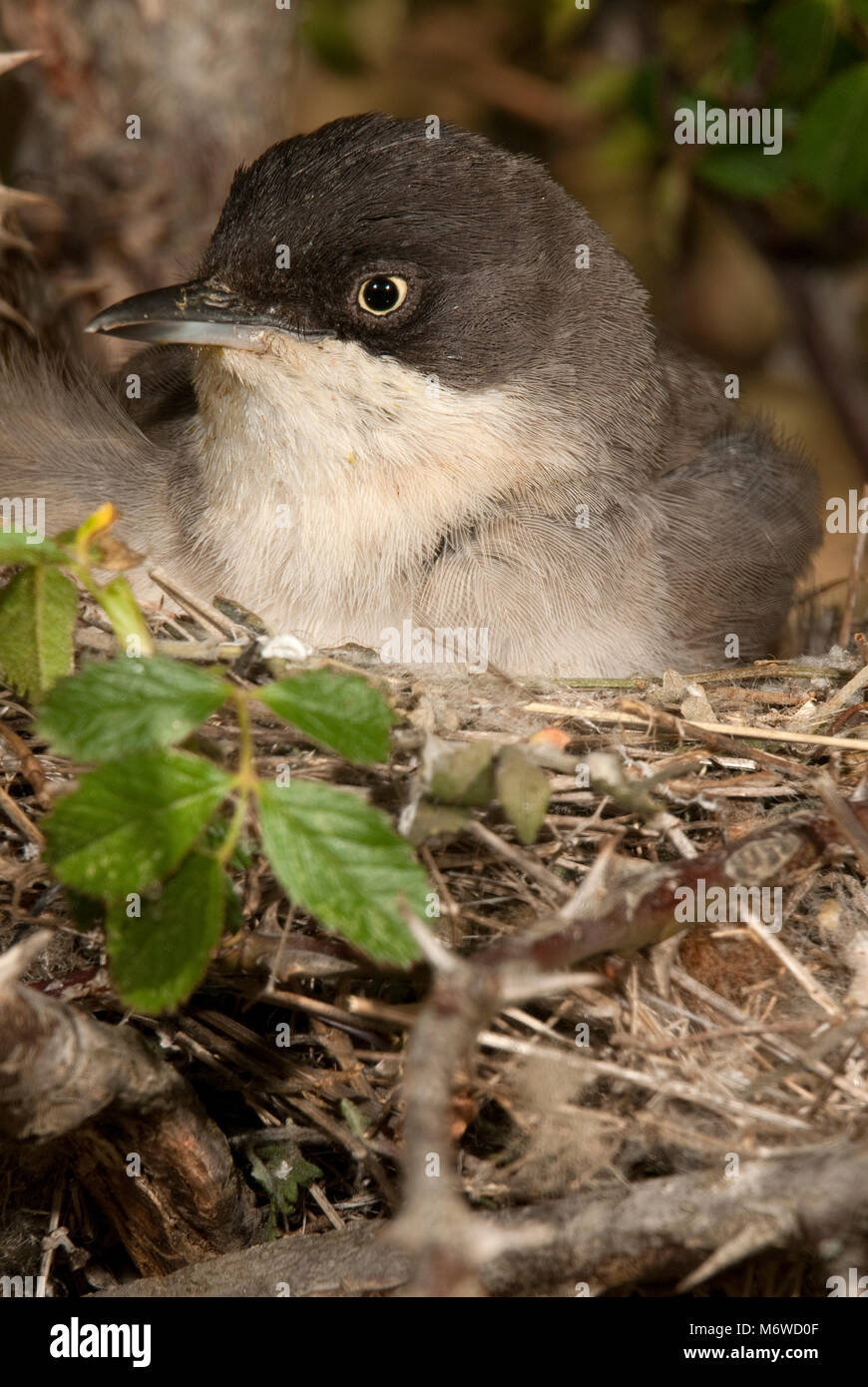Orphean Warbler im Nest mit ihrem ​​Young, (Sylvia hortensis) Stockfoto