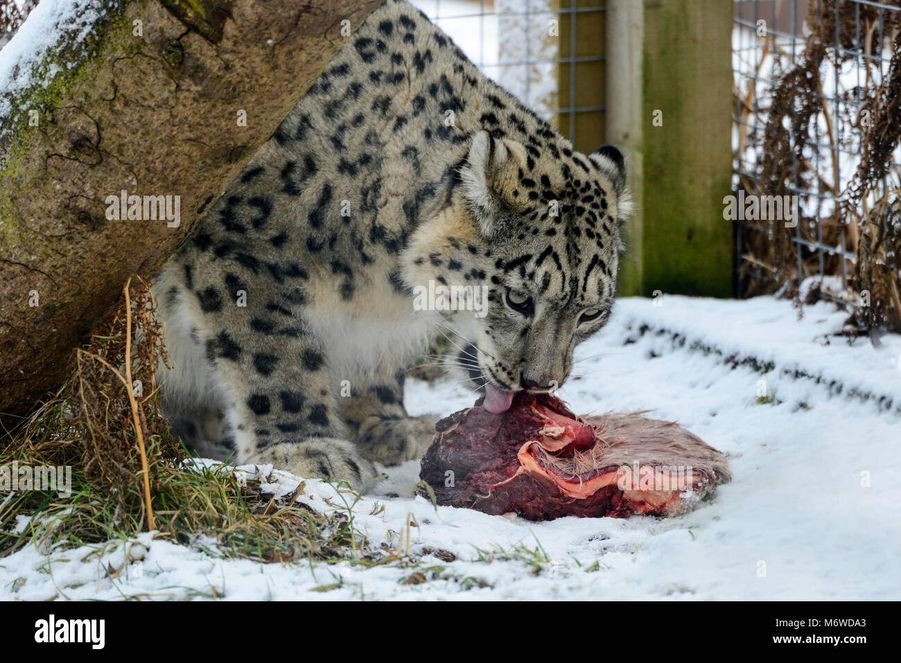 Fütterung für captive Snow Leopard (Panthera uncia) bei Highland Wildlife Park Kincraig, Kingussie, Schottland, UK Stockfoto