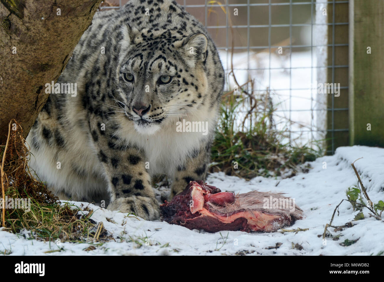 Fütterung für captive Snow Leopard (Panthera uncia) bei Highland Wildlife Park Kincraig, Kingussie, Schottland, UK Stockfoto