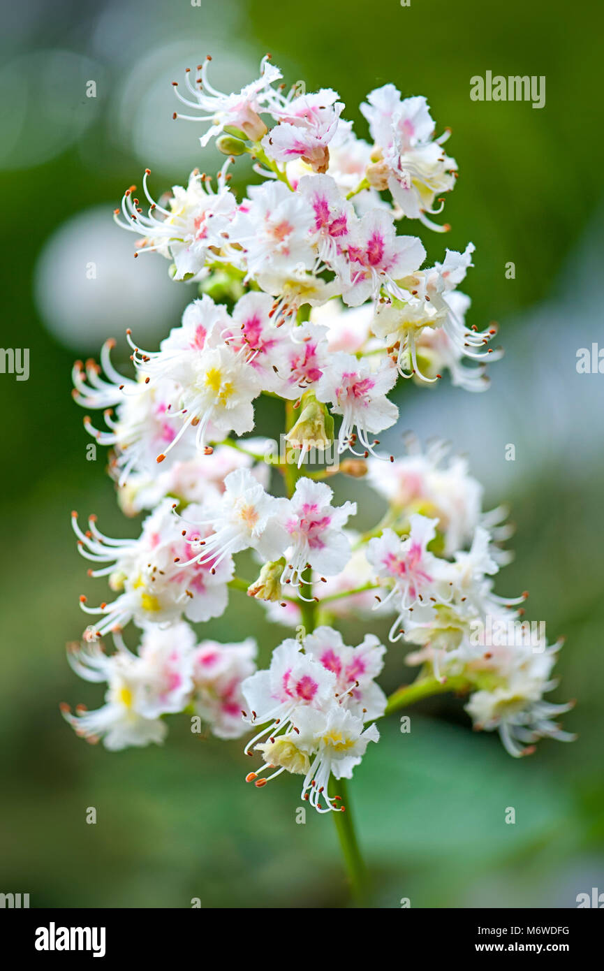 Nah-, Makro Bild des großen weißen Blüten der Europäischen Rosskastanie Baum auch bekannt als Roßkastanie, conker Baum und Aesculus hippocastanum Stockfoto