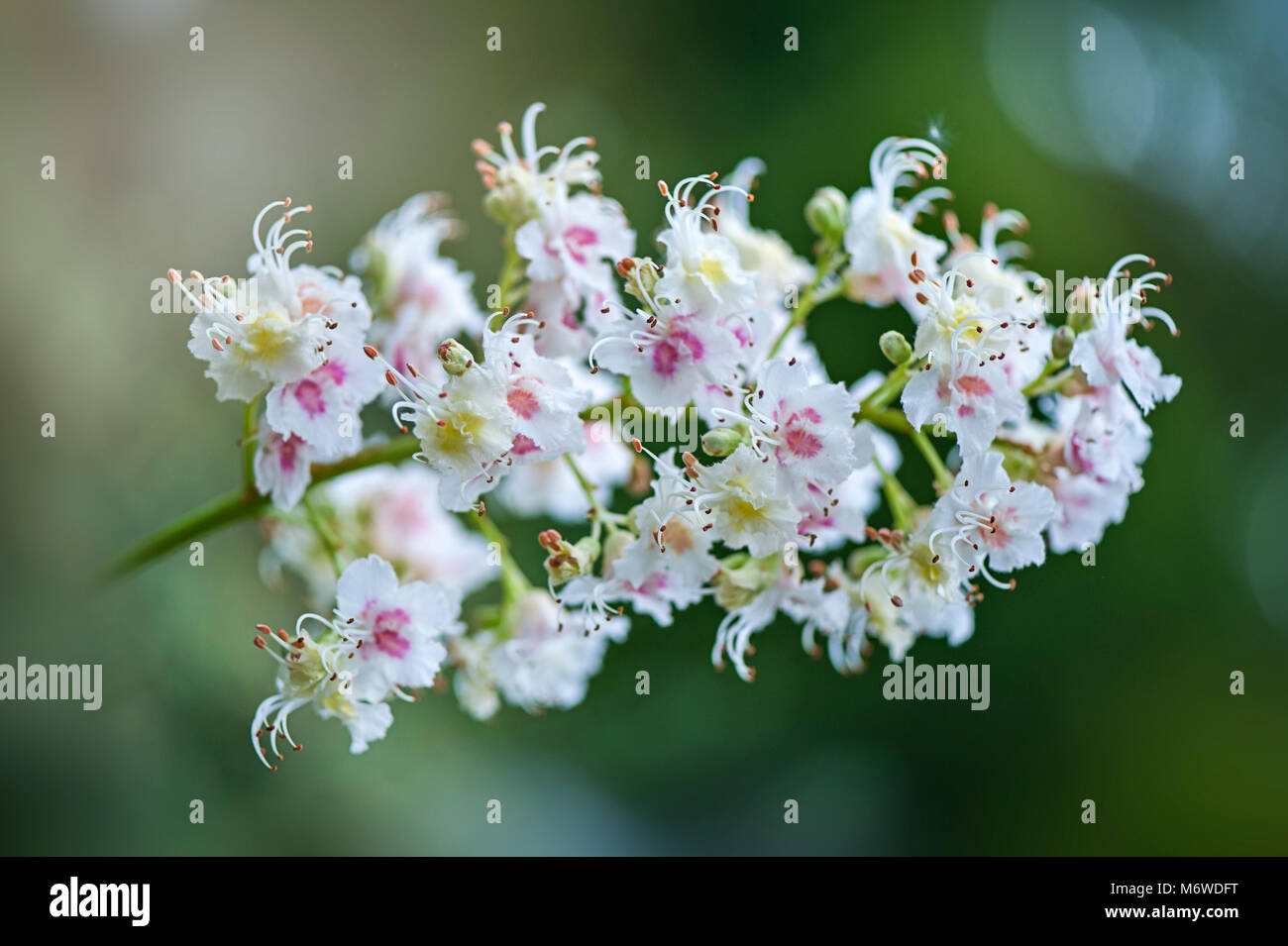 Nah-, Makro Bild des großen weißen Blüten der Europäischen Rosskastanie Baum auch bekannt als Roßkastanie, conker Baum und Aesculus hippocastanum Stockfoto