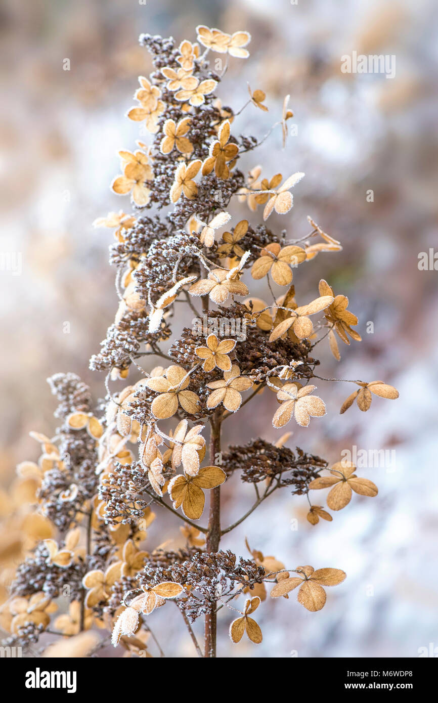 Nahaufnahme eines frosted Hortensie paniculate "Brüsseler Spitzen" Samen Kopf/Flower Head Stockfoto