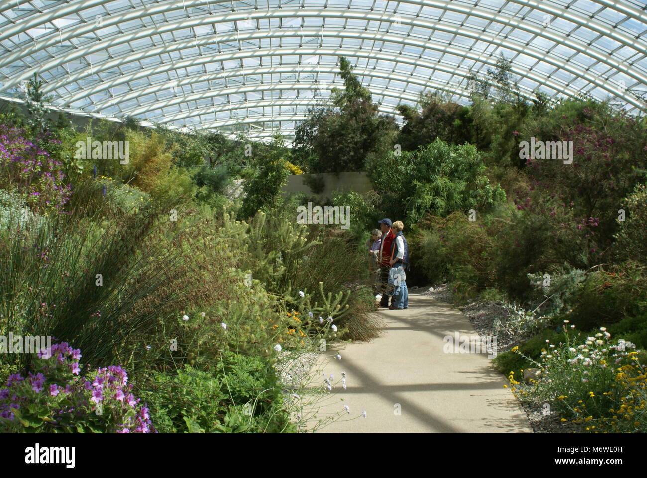 Eine Szene im Inneren der Großen Gewächshaus im Botanischen Garten von Wales Stockfoto