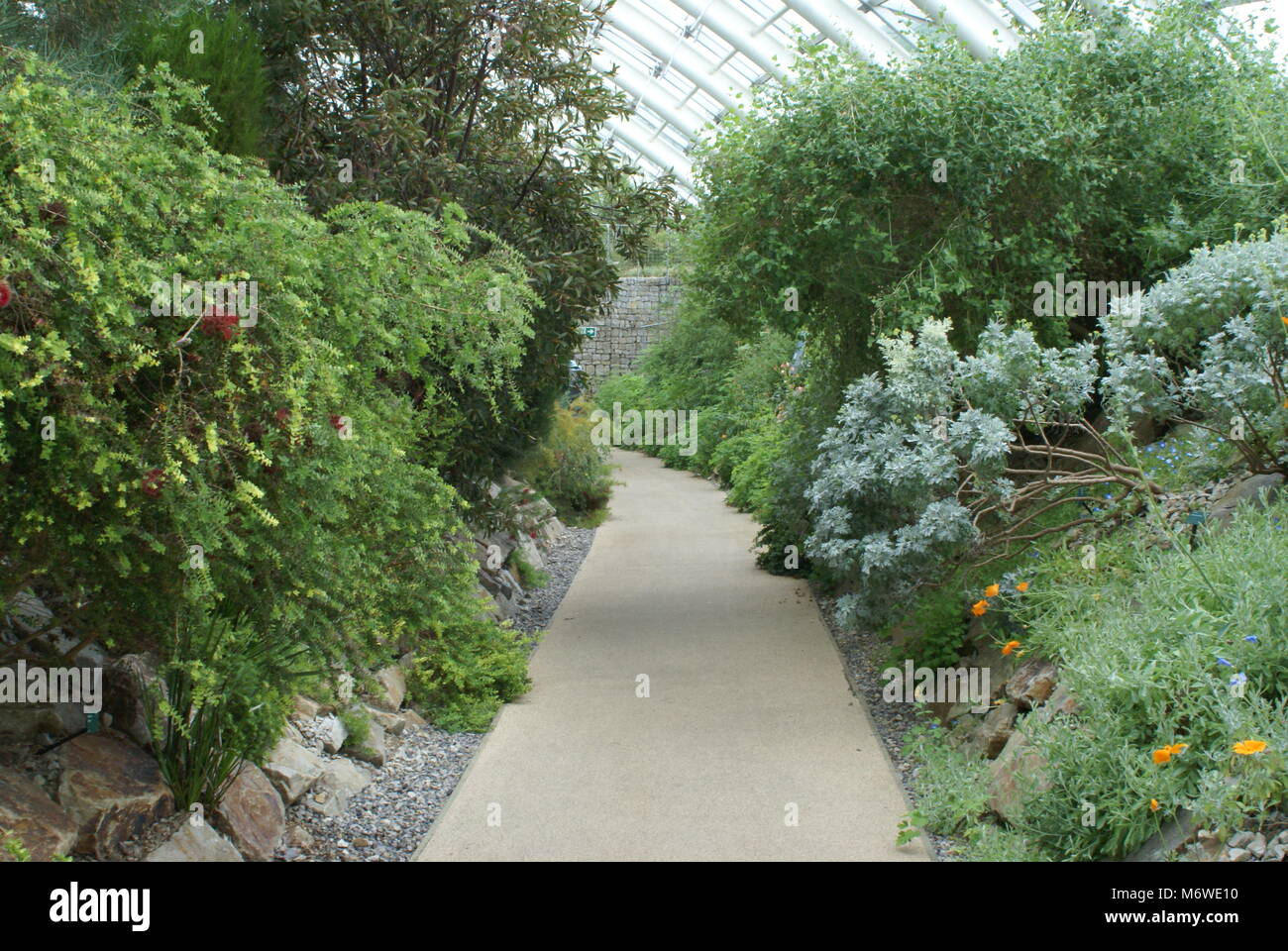 Eine Szene im Inneren der Großen Gewächshaus im Botanischen Garten von Wales Stockfoto