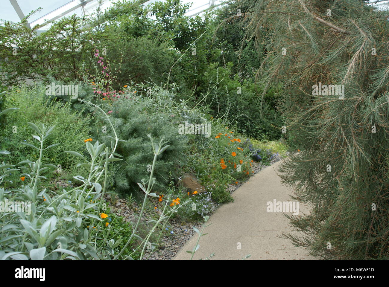 Eine Szene im Inneren der Großen Gewächshaus im Botanischen Garten von Wales Stockfoto