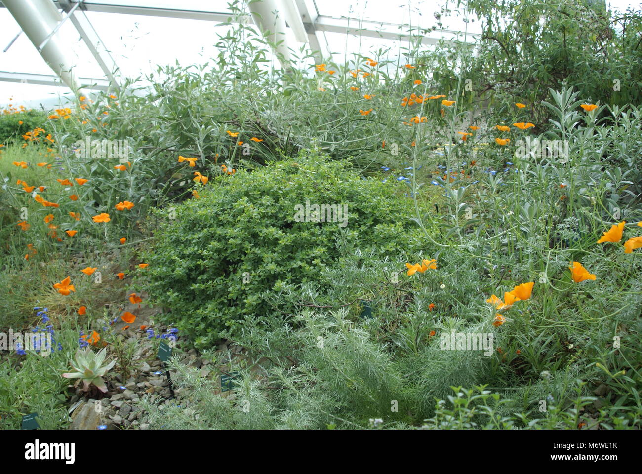 Eine Szene im Inneren der Großen Gewächshaus im Botanischen Garten von Wales Stockfoto