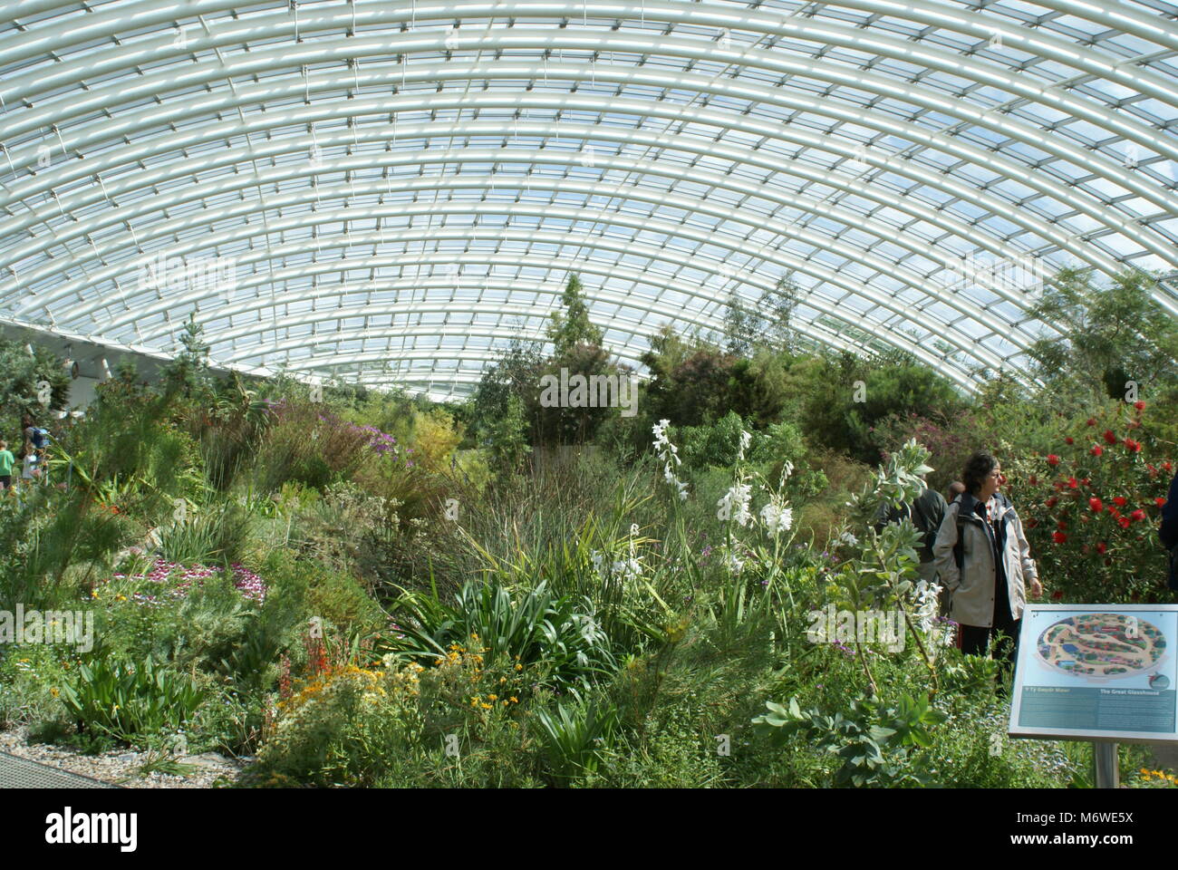 Eine Szene im Inneren der Großen Gewächshaus im Botanischen Garten von Wales Stockfoto
