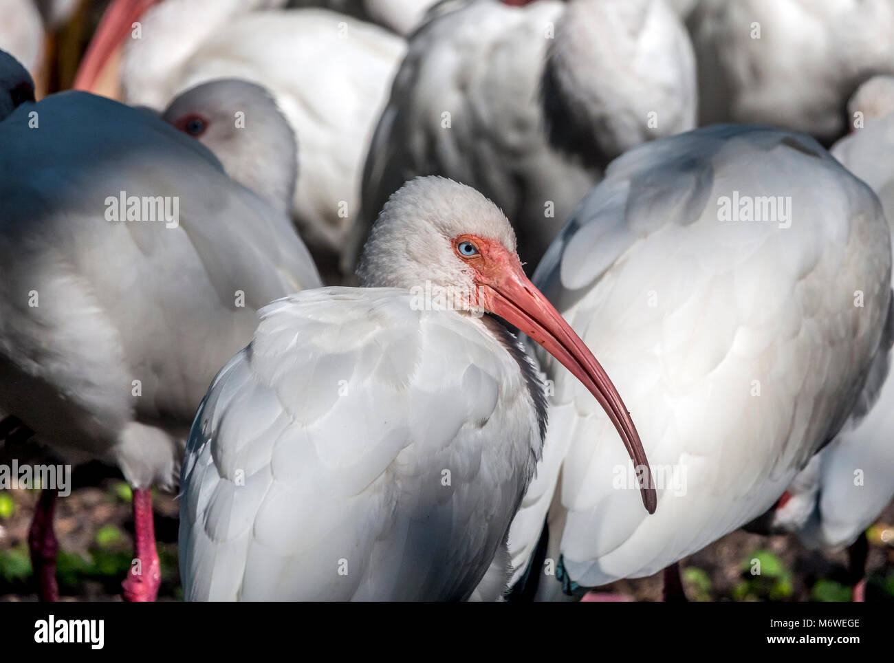 American White ibis, Eudocimus Albus ist eine Vogelart aus der Familie, ibis Threskiornithidae Stockfoto