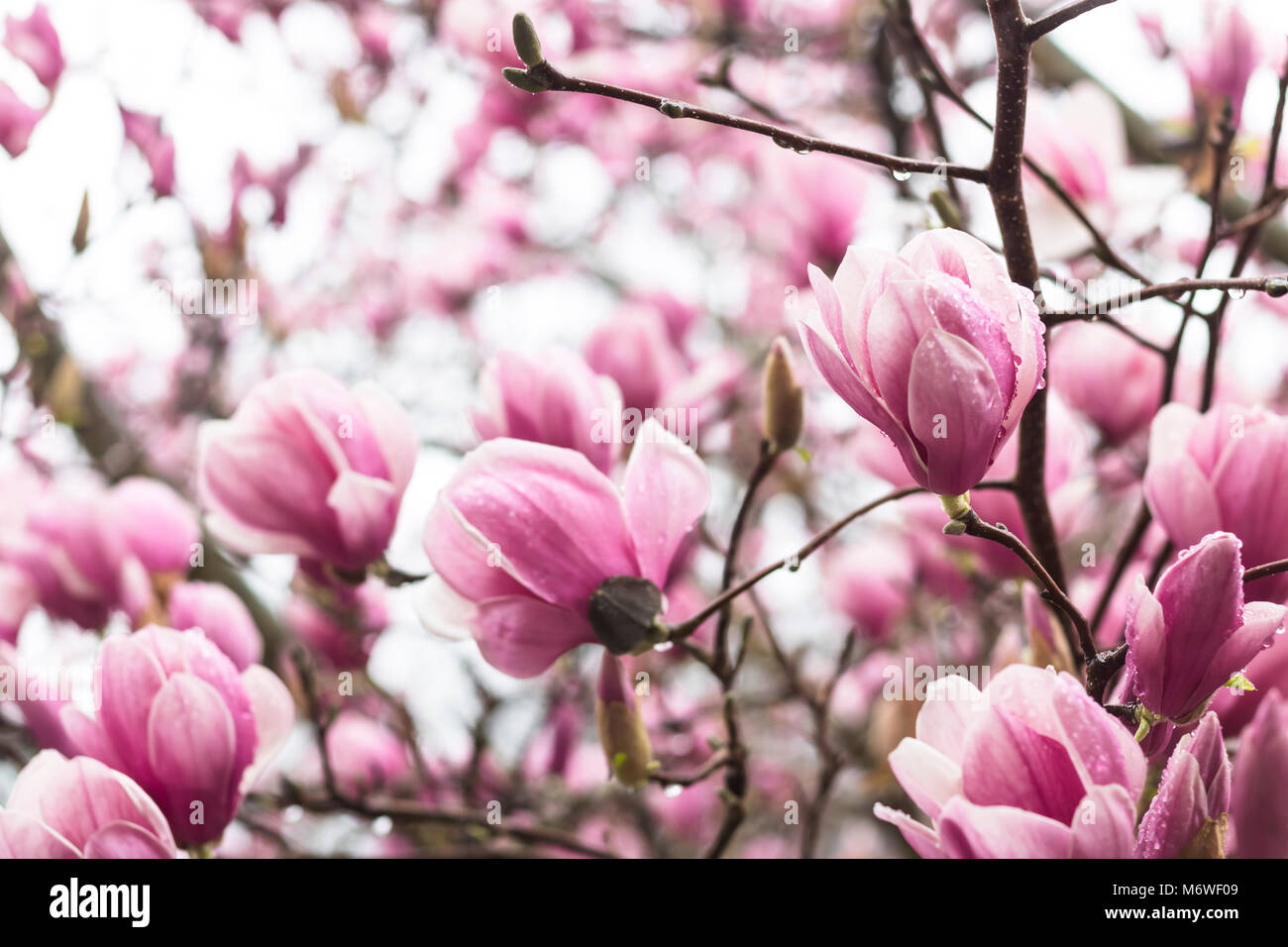 Magnolien in voller Blüte Stockfoto