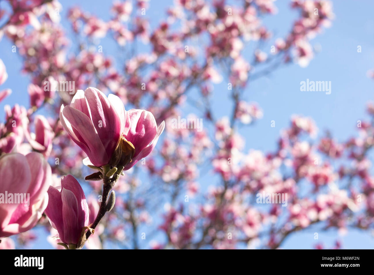 Magnolien in voller Blüte Stockfoto