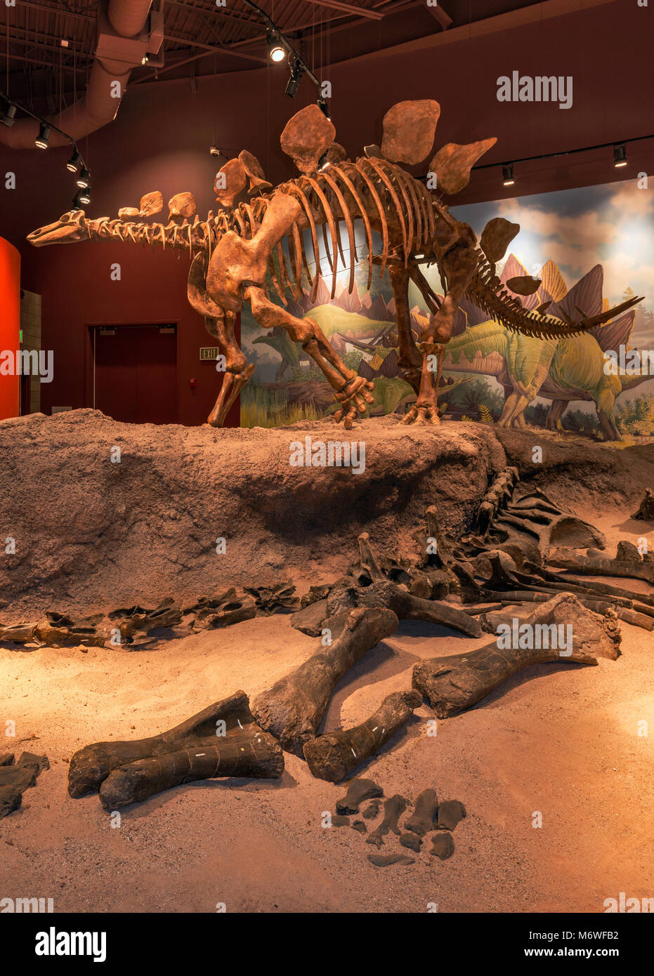 Haplocanthosaurus, Jura, Skelett und ursprünglichen Knochen an Jura Halle von Utah Field House of Natural History State Park Museum, Vernal Stockfoto