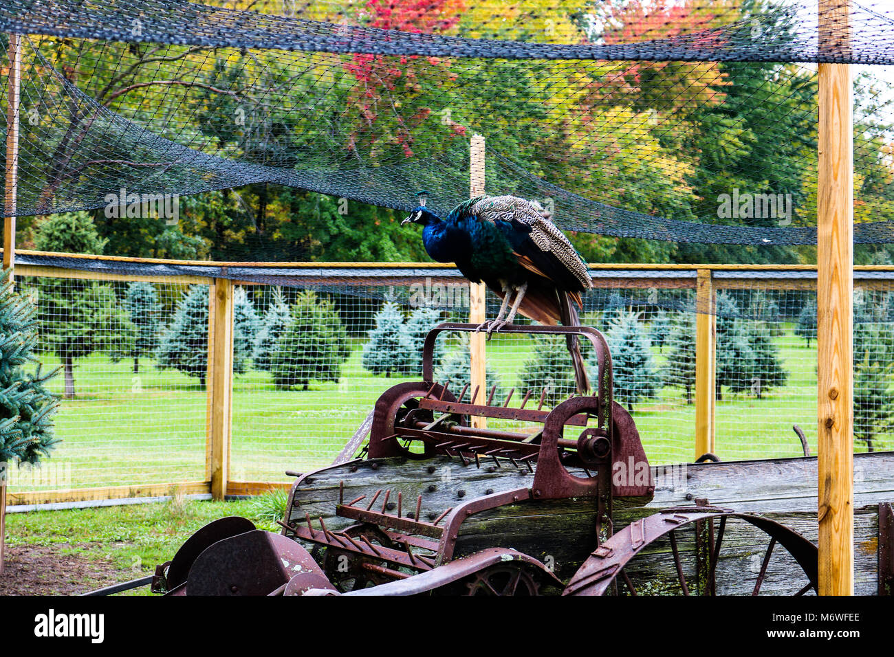 Pfau auf antiken landwirtschaftlichen Geräten Stockfoto