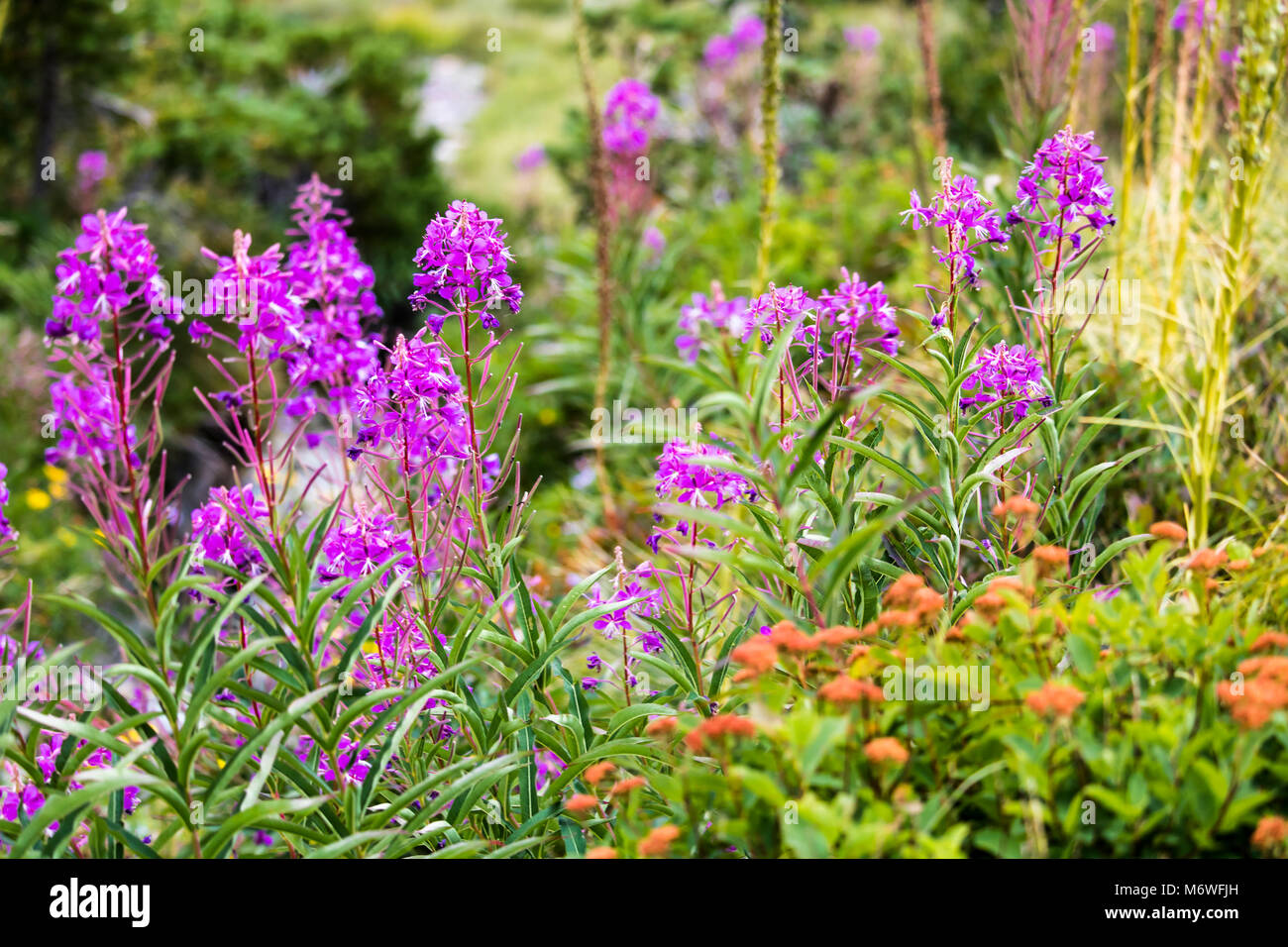 Wildblumen in Montana Stockfoto