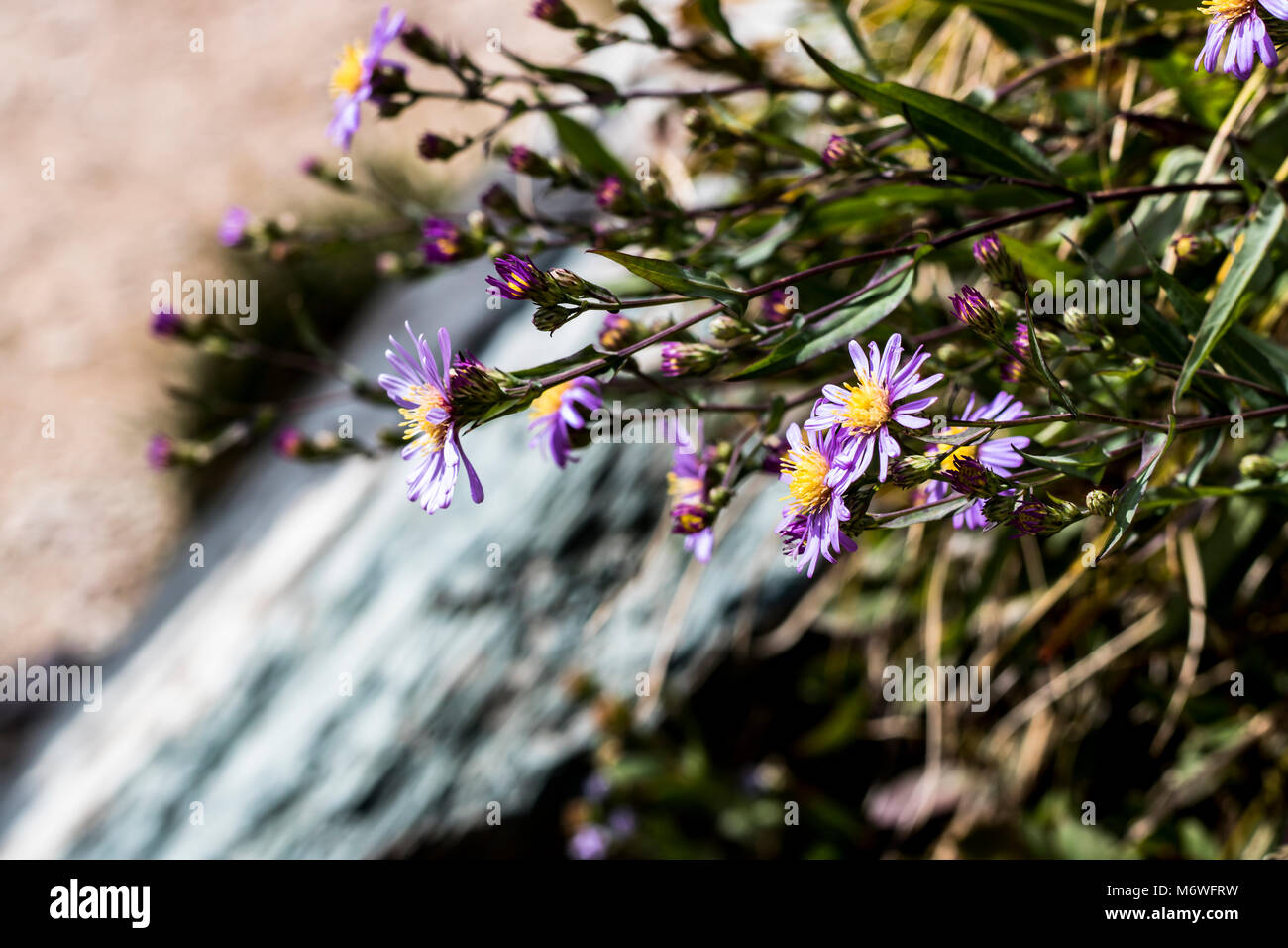 Lila Wildblumen wachsen neben einem Wasserfall Stockfoto