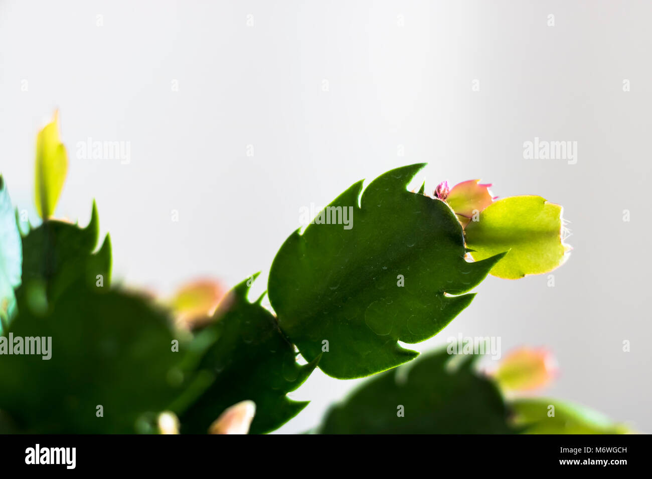 Zygo Cactus Blätter Stockfoto