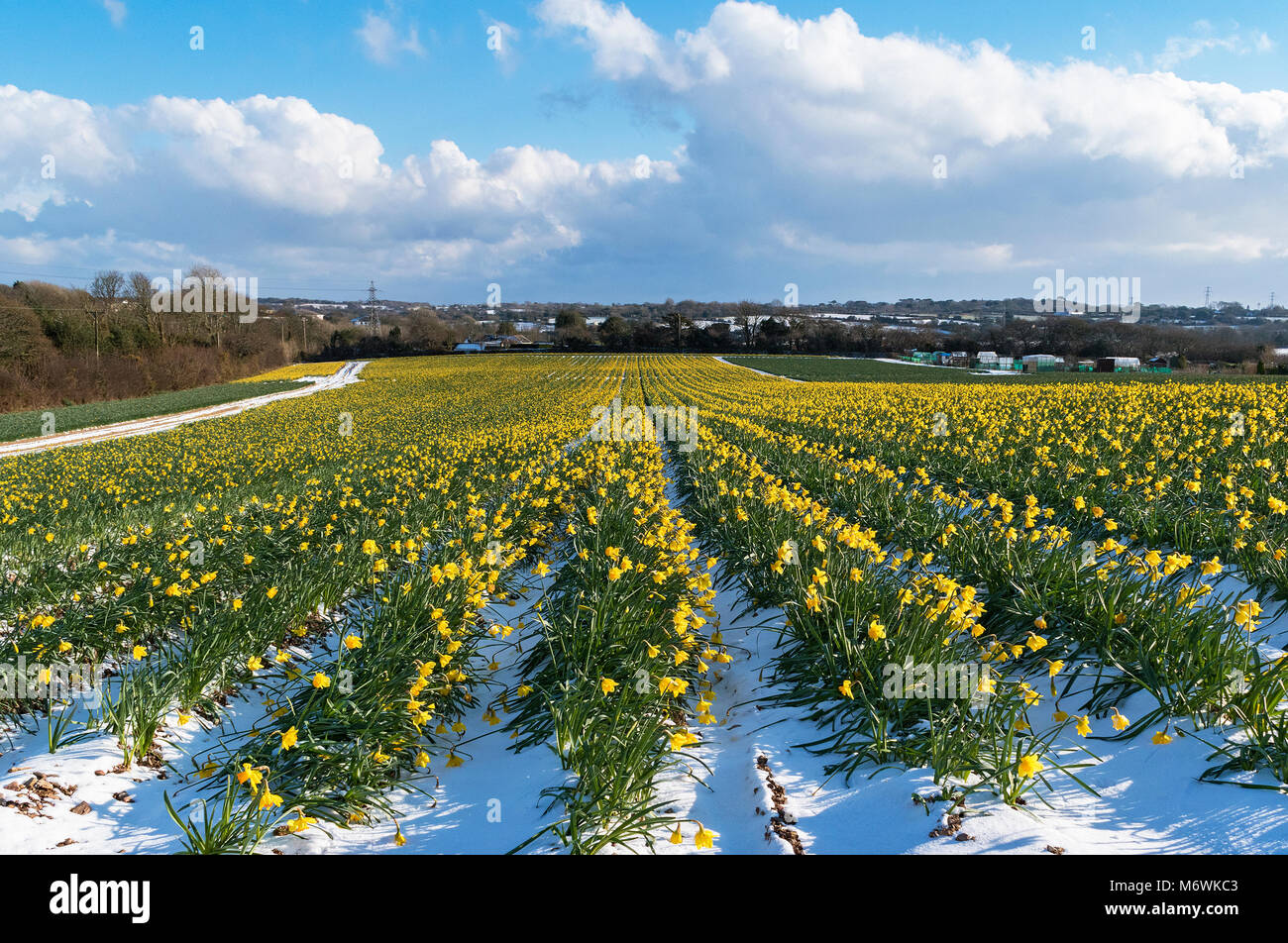 Schnee in die Narzisse Felder in der Nähe von Truro, Cornwall, England, Großbritannien, Großbritannien. Stockfoto