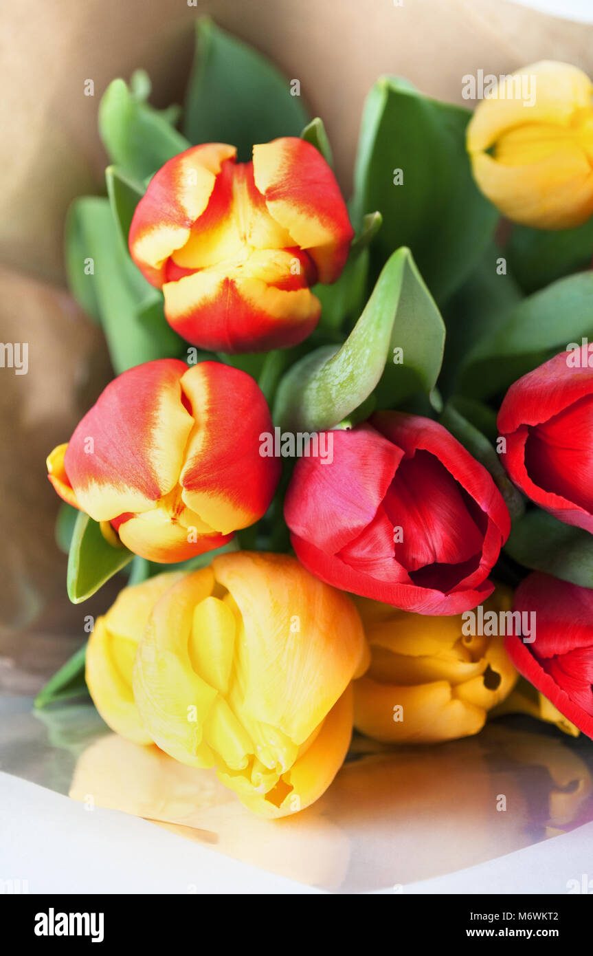 Ein Bouquet von roten und gelben Tulpen, in Cellophan und braunes Papier gewickelt, ruht auf weißen Tisch auf Augenhöhe. Blütenköpfe in Richtung Betrachter. Stockfoto