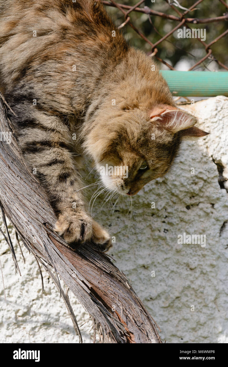 Eine Katze den Baum schräg hinunter Stockfoto