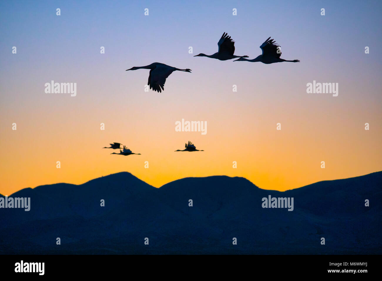 Kanadakraniche (Antigone canadensis) fliegen abends im Bosque Del Apache National Wildlife Refuge auf dem Rio Grande in der Nähe von San Antonio, NM roost Stockfoto