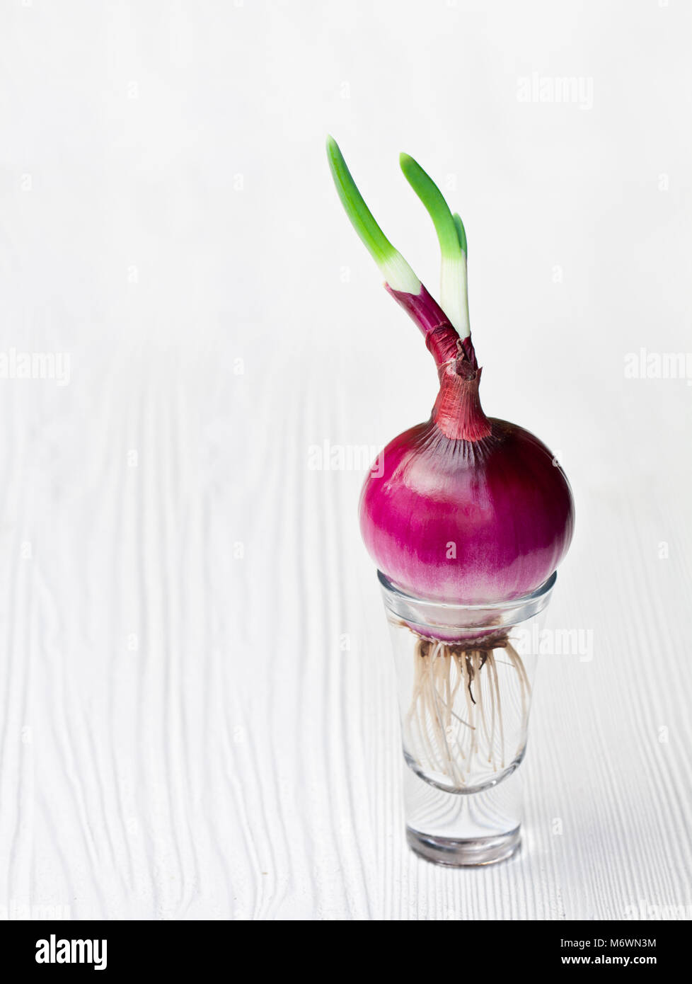 Rote Zwiebel in ein kleines Glas auf einem weißen Hintergrund Holz gewachsen Stockfoto