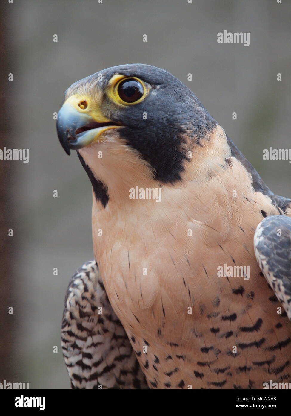 Perrigrine Falcon Stockfoto