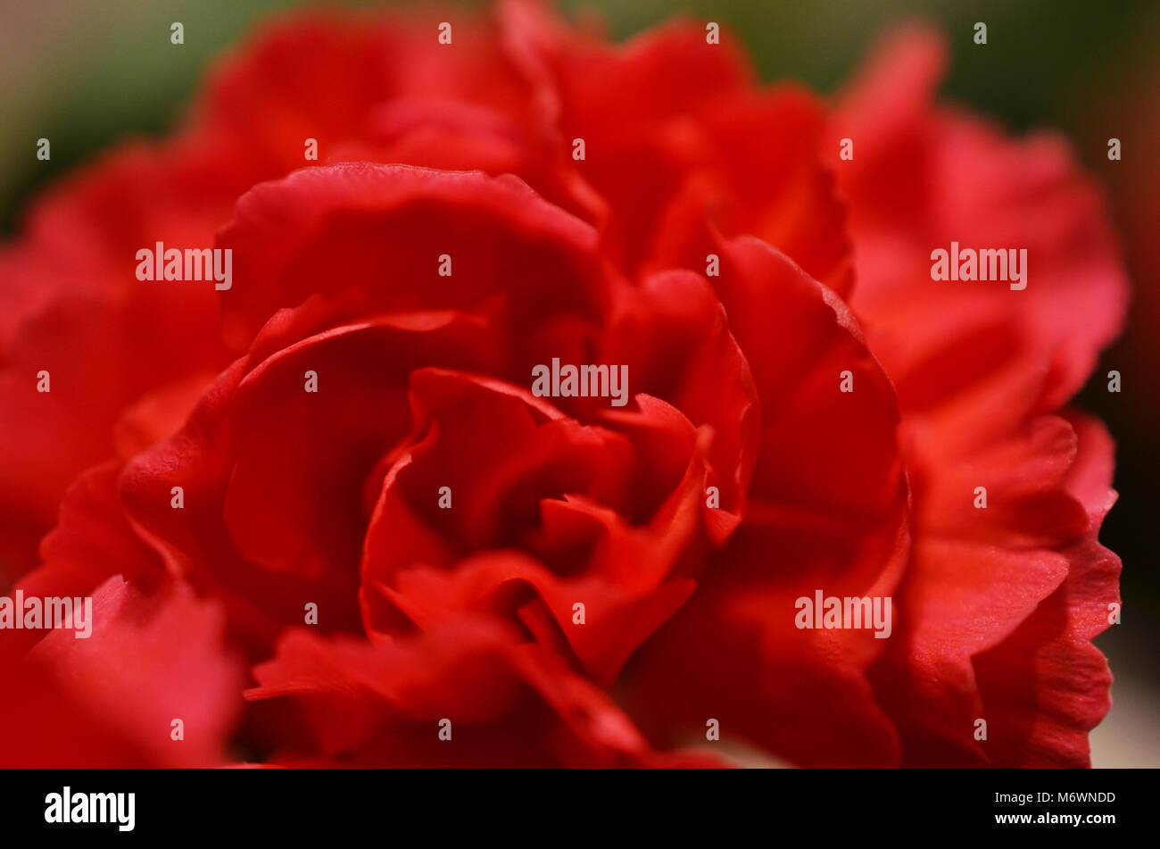 Nahaufnahme Makroaufnahme eines rosa und rote Nelke Blume. Stockfoto