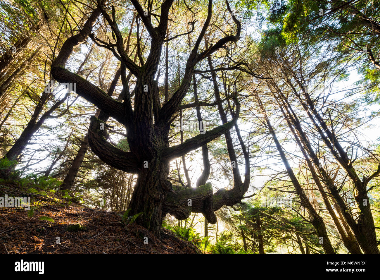 Die Peter Douglas Trail und Die schattige Dell Redwoods am südlichen Ende der Küste in Mendocino County, Kalifornien verloren. Stockfoto