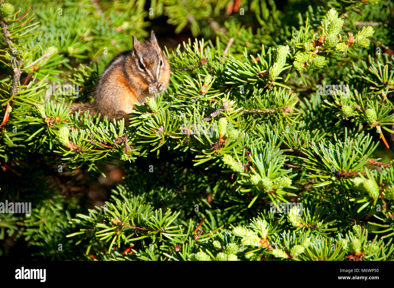 Streifenhörnchen, Banff Nationalpark, Alberta, Kanada Stockfoto