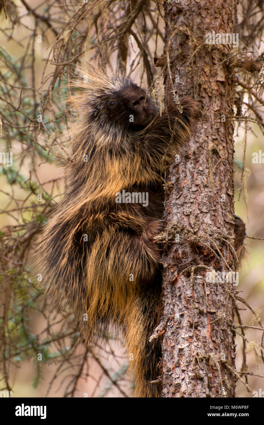 Krümmungsanalyse mit Stacheln Krümmungsanalyse mit Stacheln entlang Chephren Lake Trail, Banff National Park, Alberta, Kanada Stockfoto