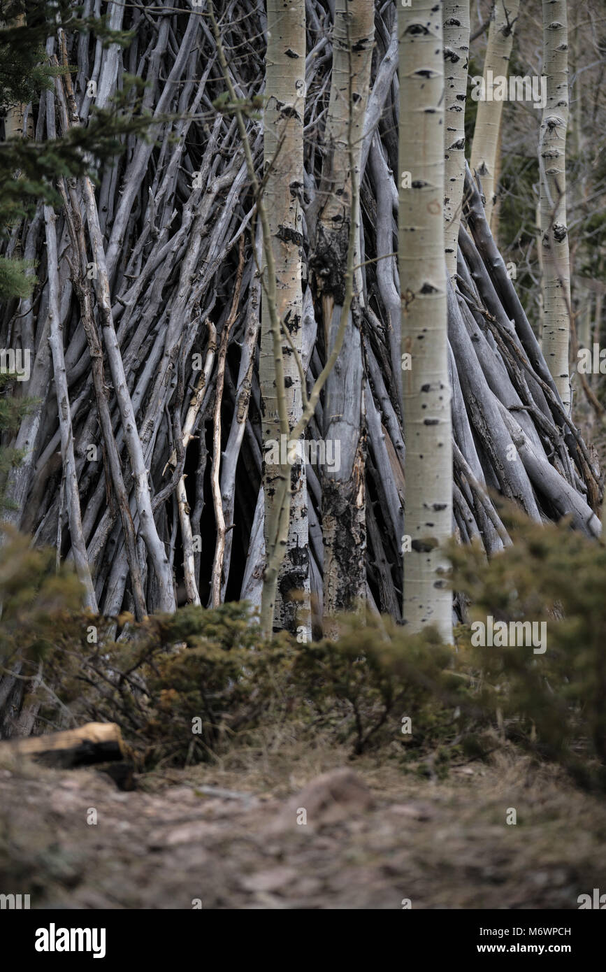 Eine versteckte Lean in einem Aspen Grove in Santa Fe, New Mexico Stockfoto