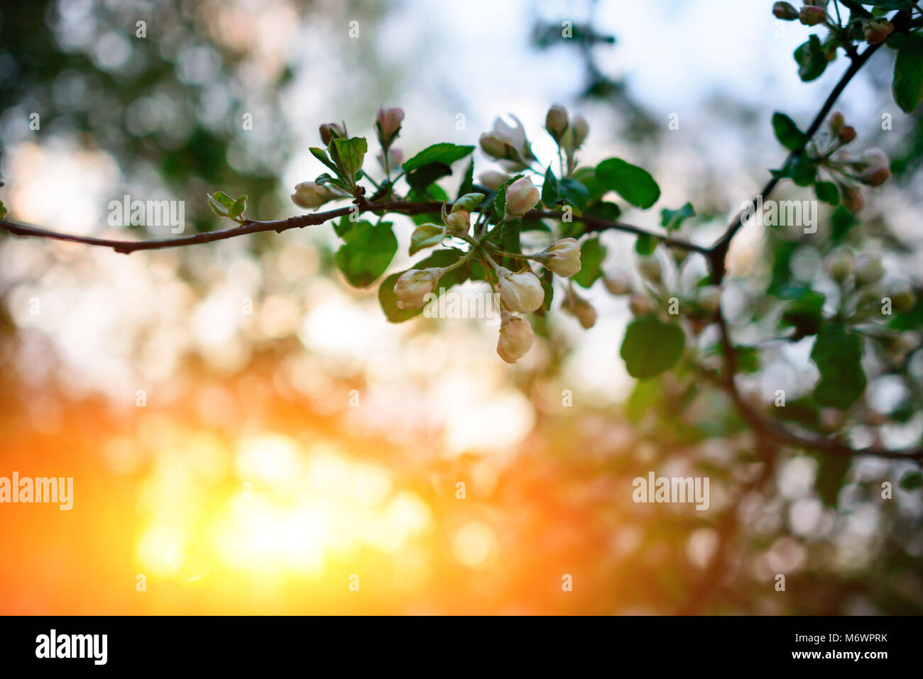 Blühende Mandelbaum auf dem Hintergrund des blauen Himmels. Blühender Baum im Frühling, Pflanzen blühen abstrakten Hintergrund, Saisonalität Schönheit, verträumte soft-Fokus Stockfoto