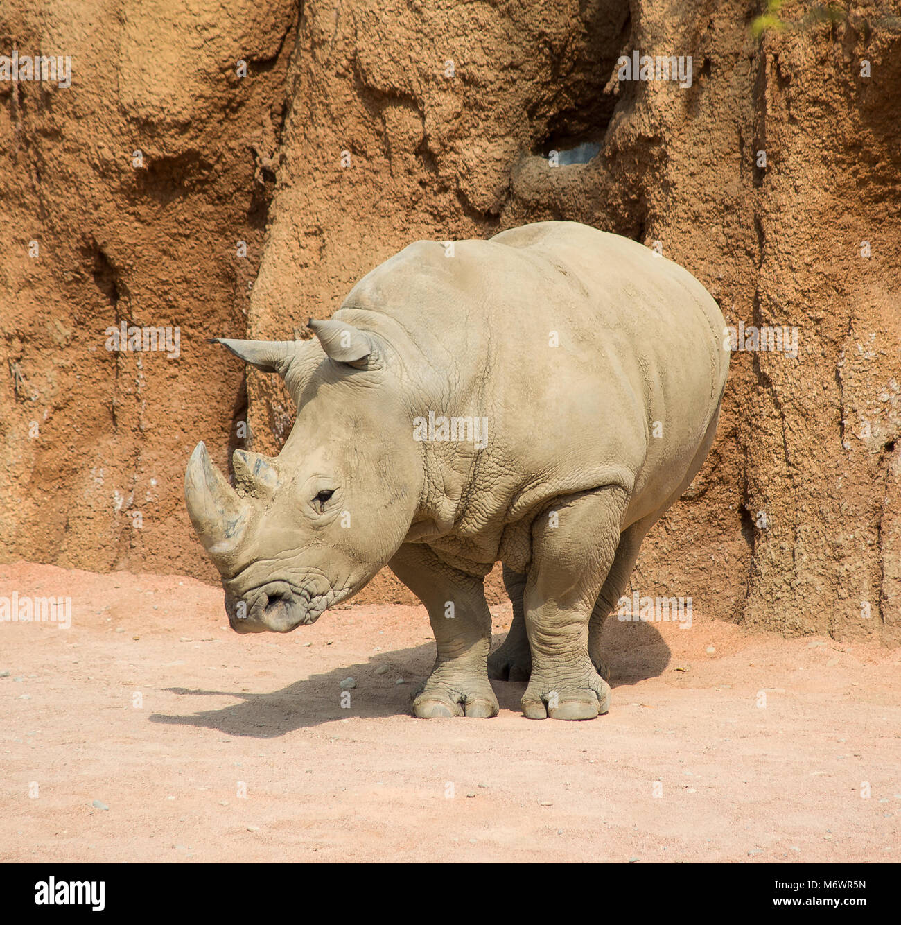 Staubige Rhinoceros, Mann, stehen, die in der Hauptrolle in das Feld ein. Stockfoto