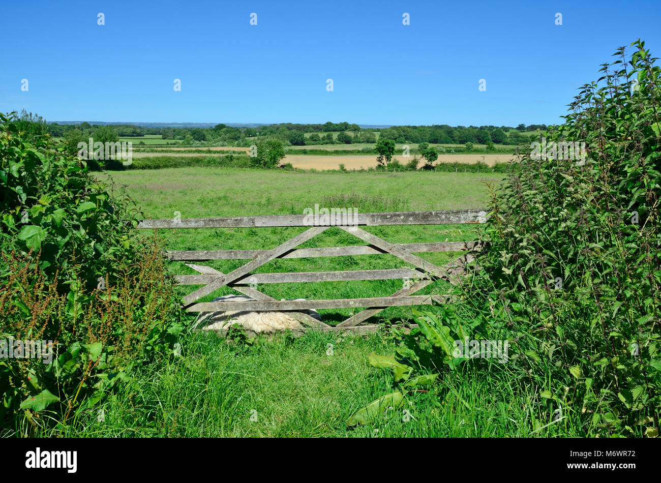 Cranbrook, Kent, England. 5-bar-Tor in ein Feld Stockfoto