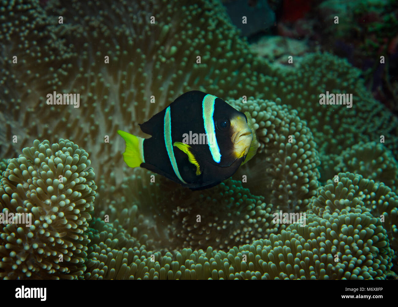 Clark's Anemonenfischen oder Yellowtail Clownfisch, Amphiprion clarkii, auf Riff in Malediven Stockfoto