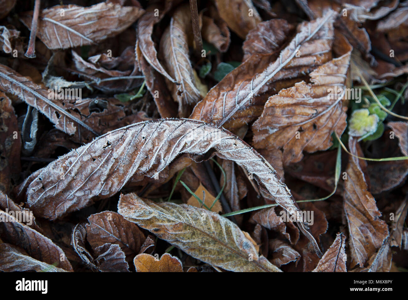 Frost bedeckt Blätter auf dem Boden Stockfoto